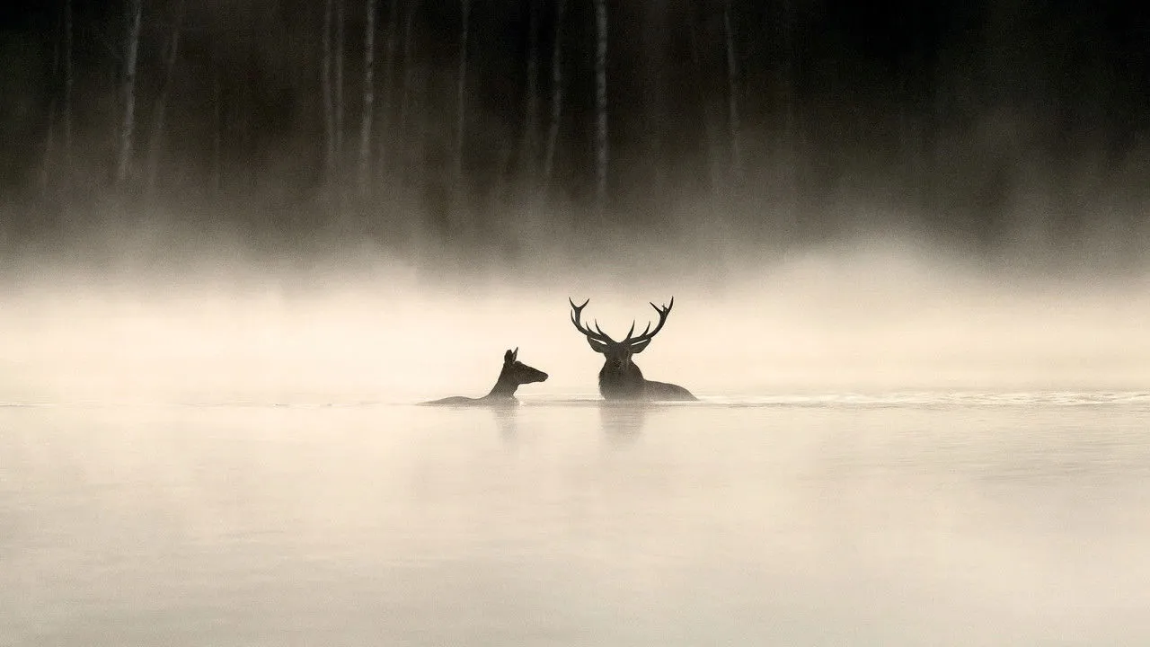 Le Chant des forêts