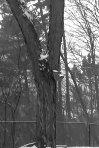 [Untitled] – Ébauche