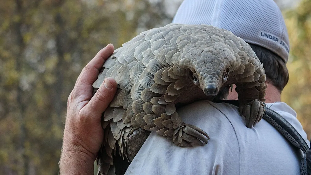 Pangolin : Chemins de vie