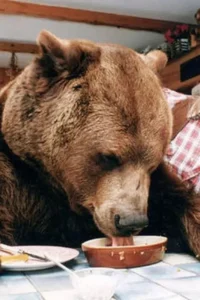 Hercules The Bear – A Love Story