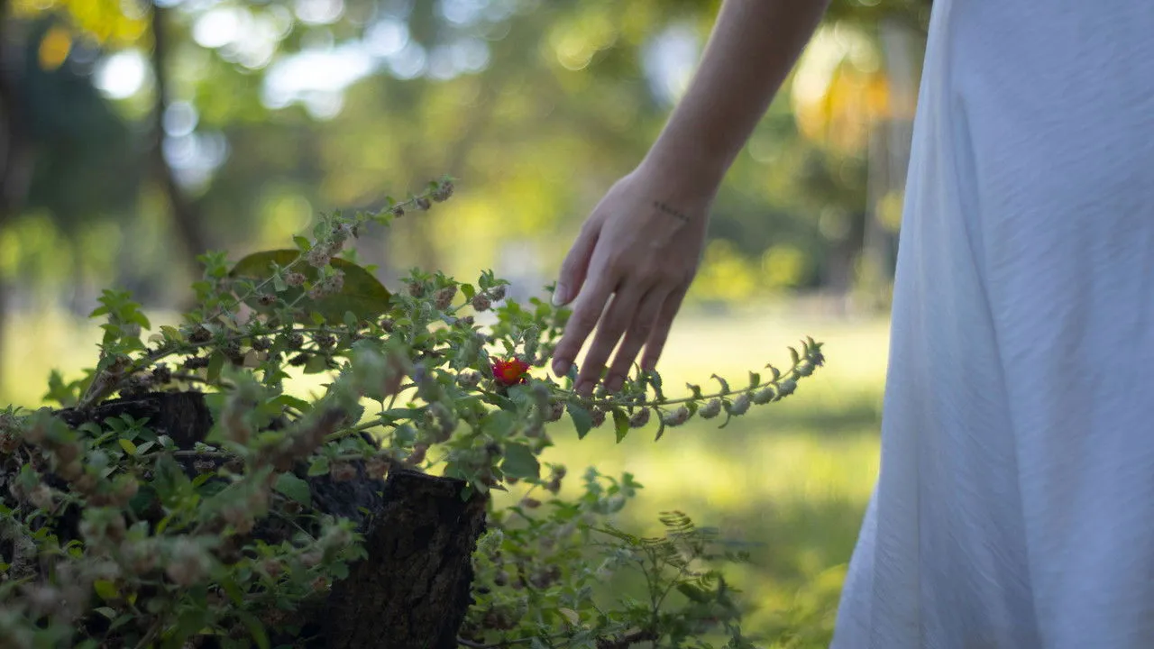 Pequenos Vermes Escarlates