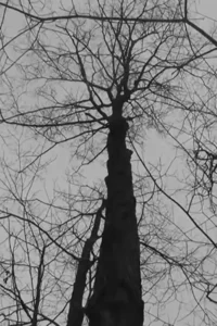 Untitled – [Into The Wild]