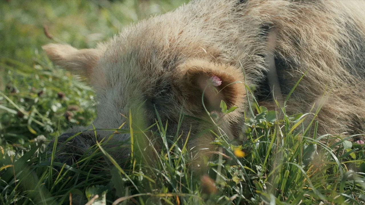 When Pigs Fly