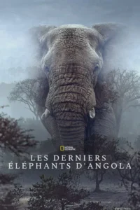 Ghost Elephants