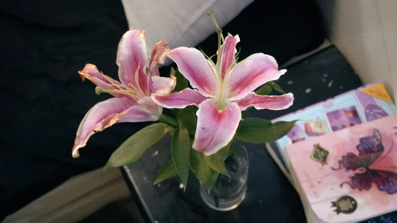 Lily