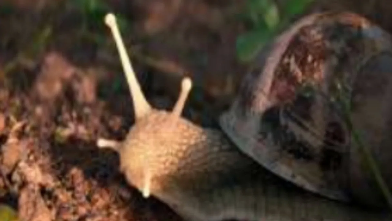 The Left Hand Snail