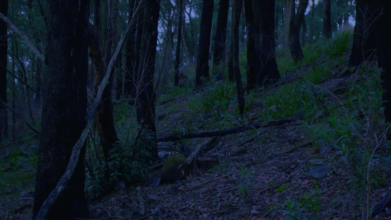 FOREST