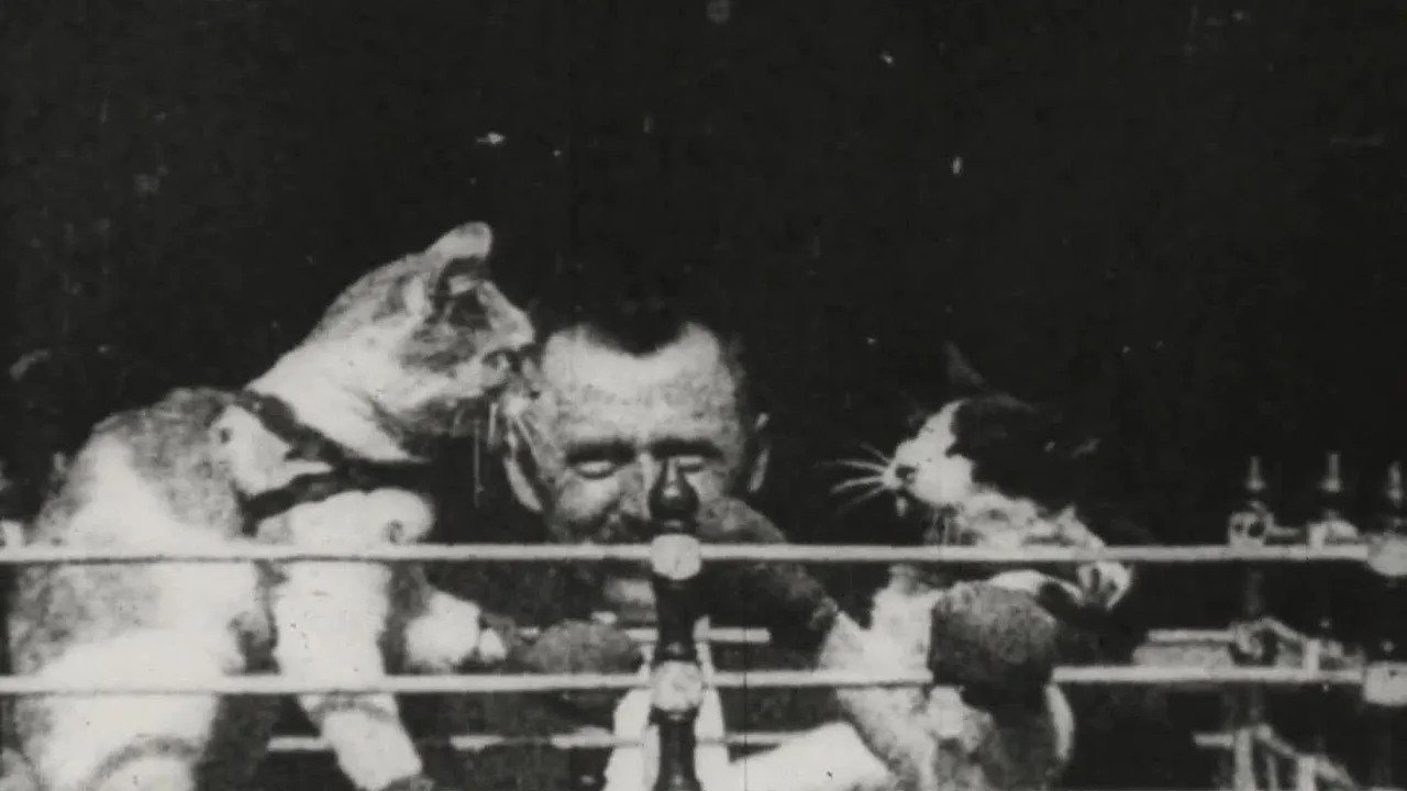 Prof. Welton&rsquo;s Boxing Cats