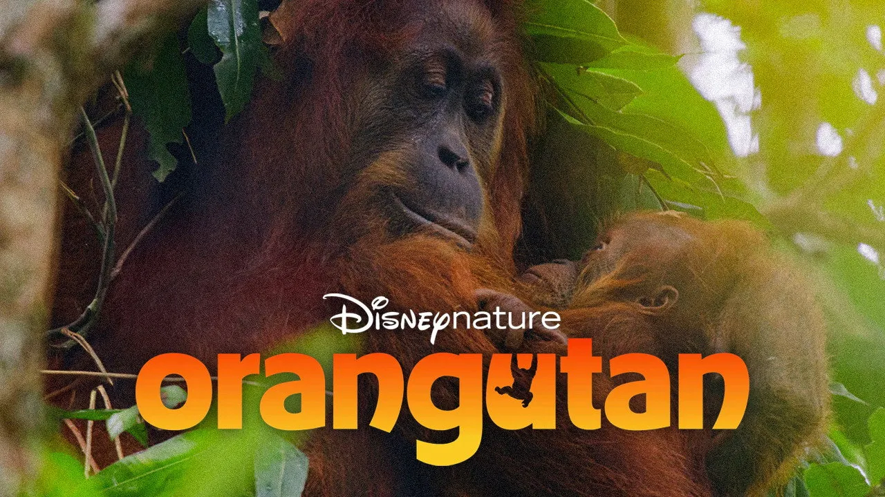 Orang-outan
